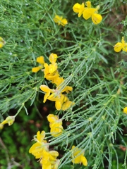 Genista radiata, photograph (c) Ljaž, some rights reserved (CC BY)