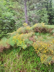 Genista radiata, photograph (c) Ljaž, some rights reserved (CC BY)