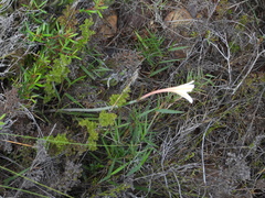 Cyrtanthus leptosiphon