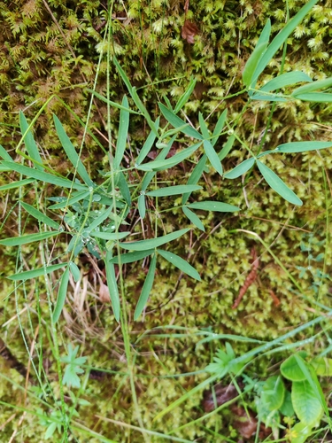 Laserpitium peucedanoides