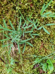 Laserpitium peucedanoides