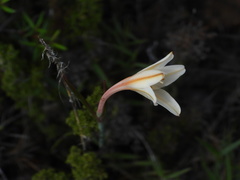 Cyrtanthus leptosiphon