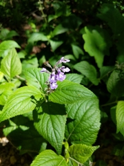 Salvia urticifolia