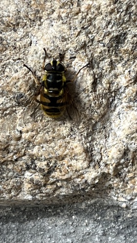 Yellow-haired Sun Fly
