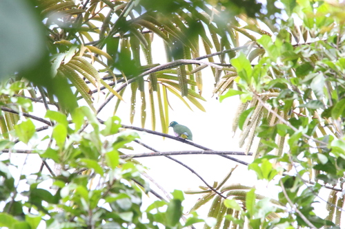 Ptilinopus solomonensis, 2025-12-15