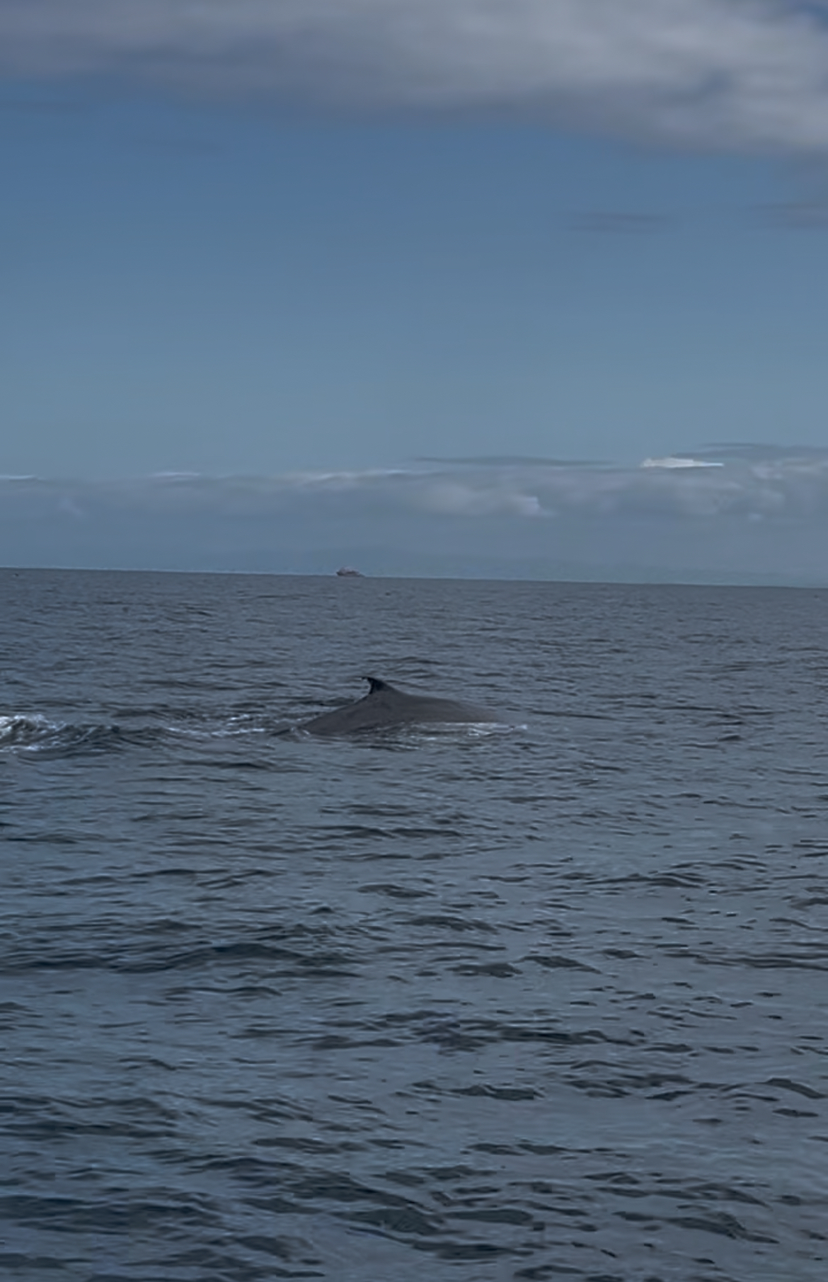 Balaenoptera musculus