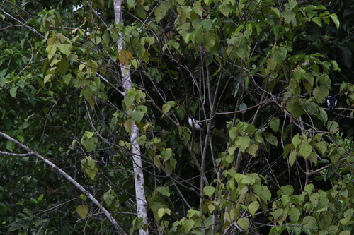 Biak Triller (Lalage leucoptera), photo 2