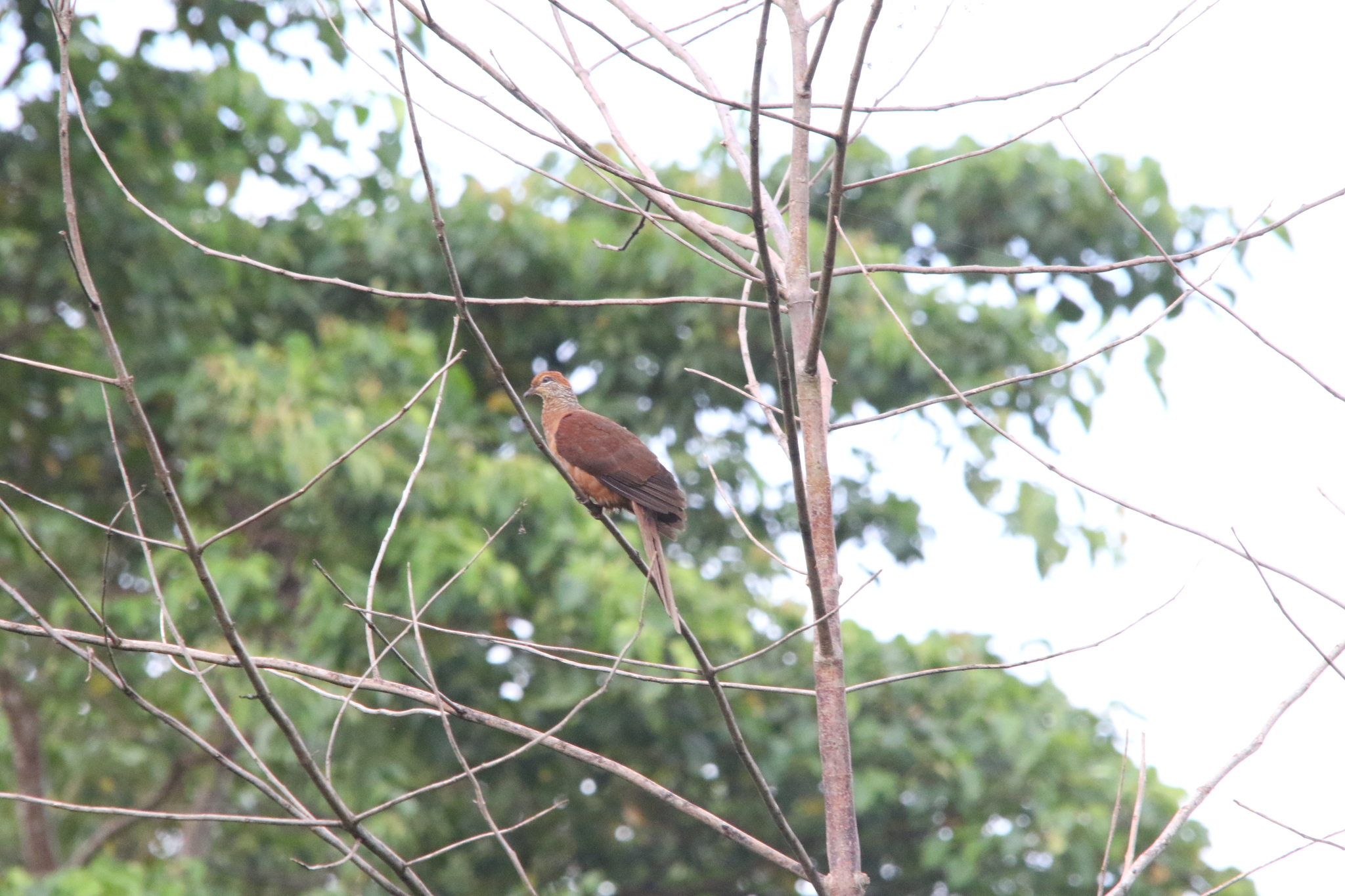 Amboyna Cuckoo-Dove (Macropygia amboinensis), photo 4