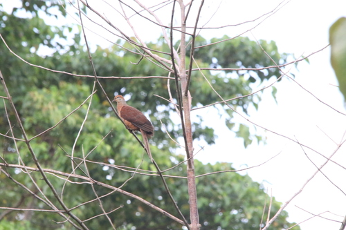 Amboyna Cuckoo-Dove (Macropygia amboinensis), photo 6