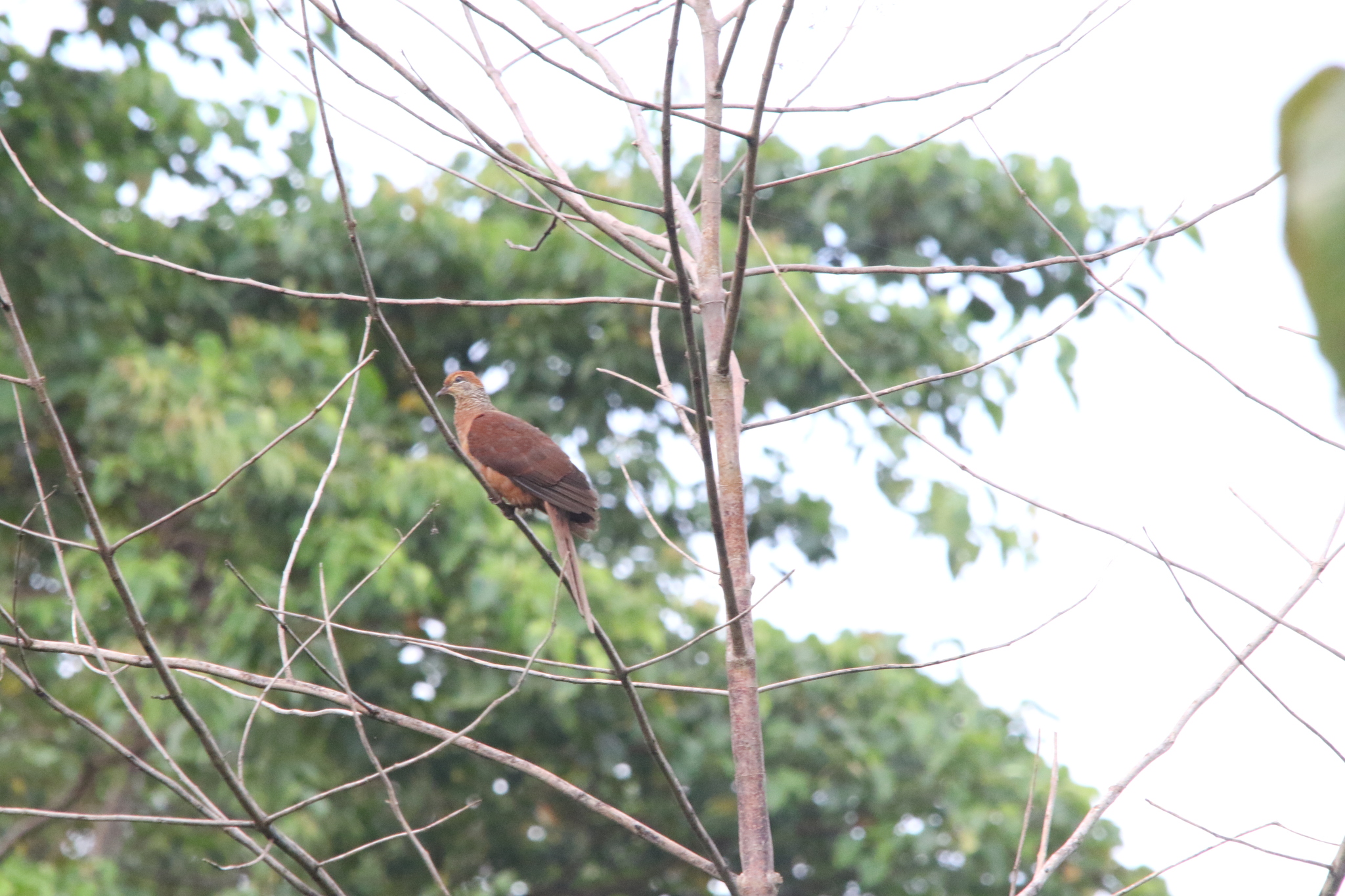 Amboyna Cuckoo-Dove (Macropygia amboinensis), photo 5