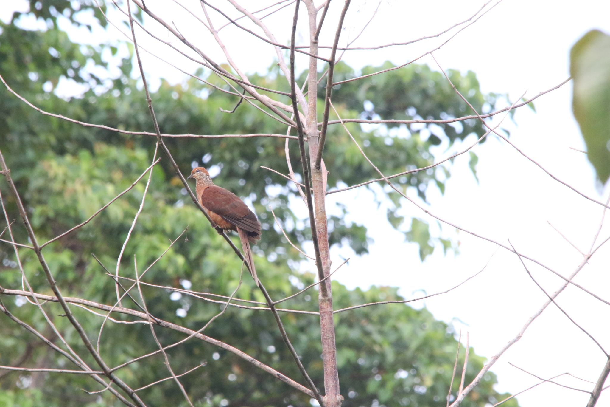 Amboyna Cuckoo-Dove (Macropygia amboinensis), photo 6
