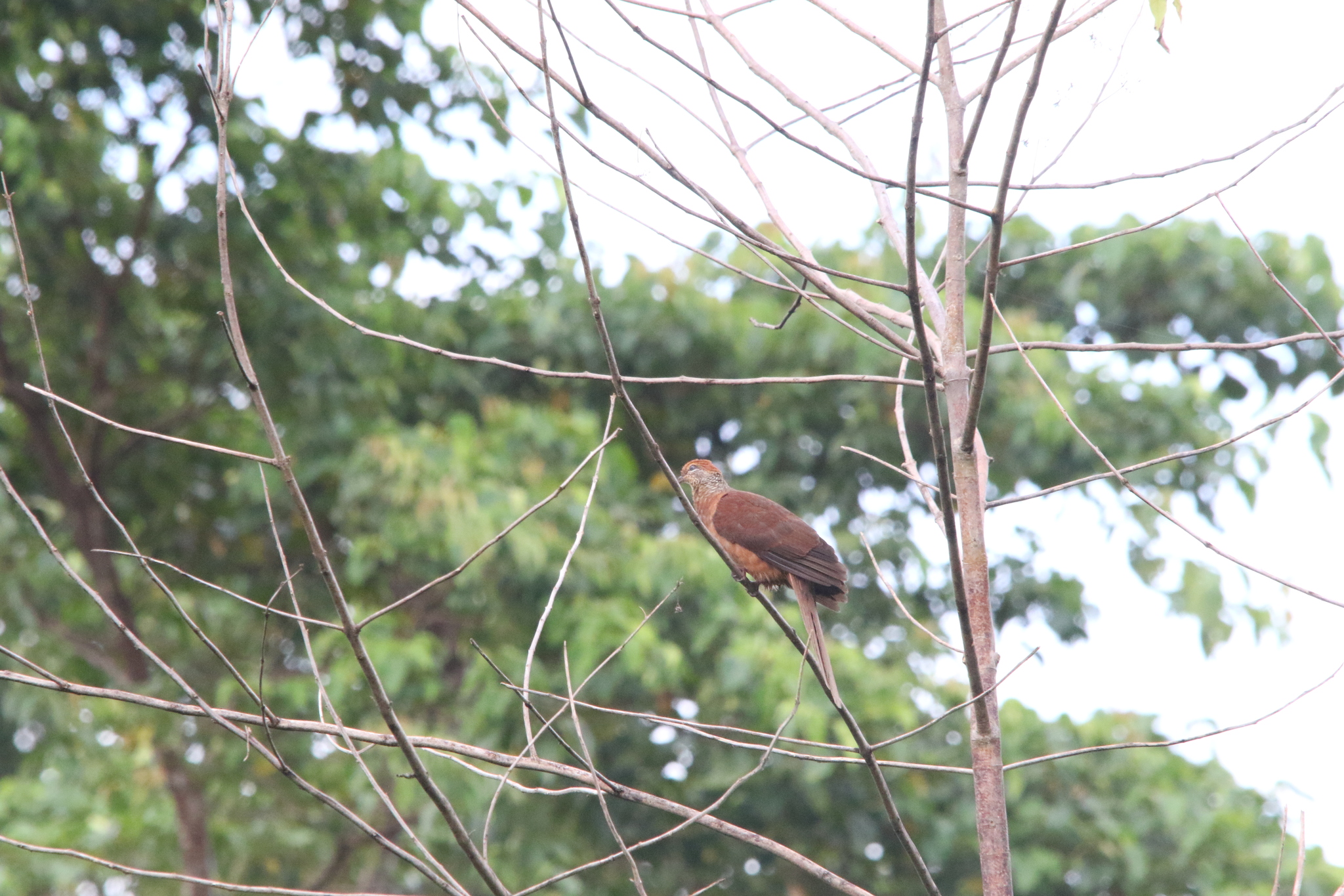 Amboyna Cuckoo-Dove (Macropygia amboinensis), photo 7