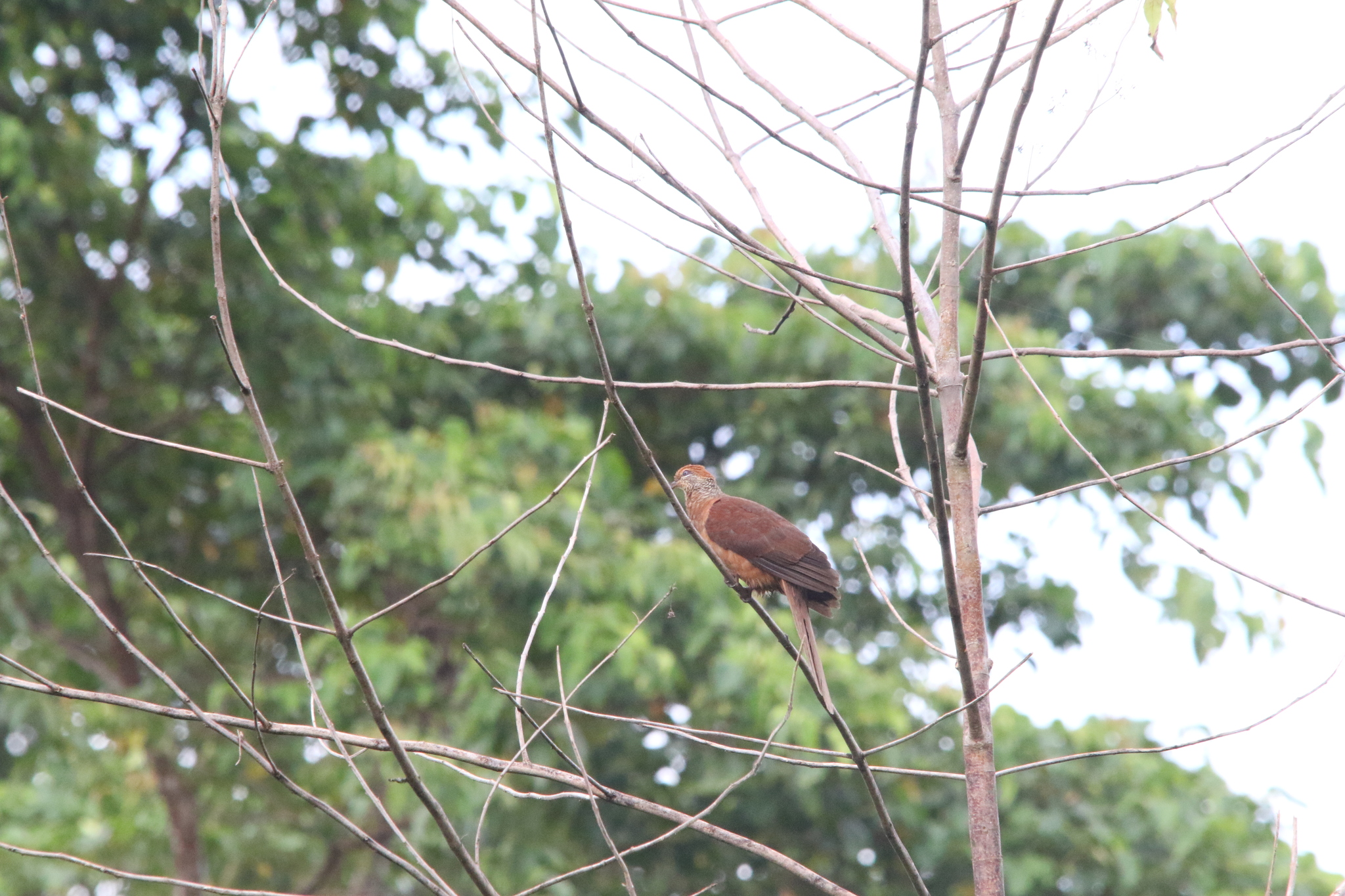 Amboyna Cuckoo-Dove (Macropygia amboinensis), photo 8