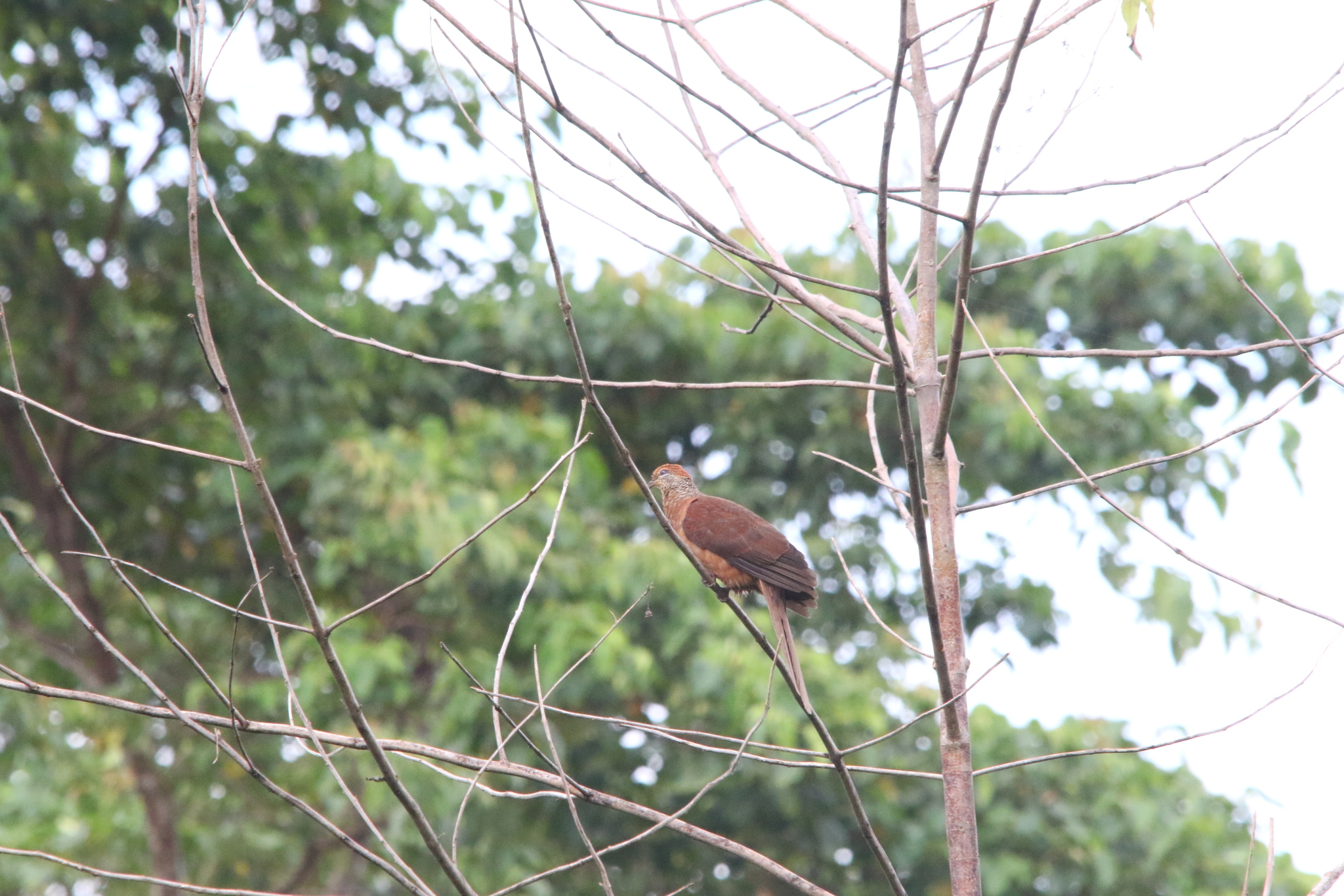 Amboyna Cuckoo-Dove (Macropygia amboinensis), photo 9
