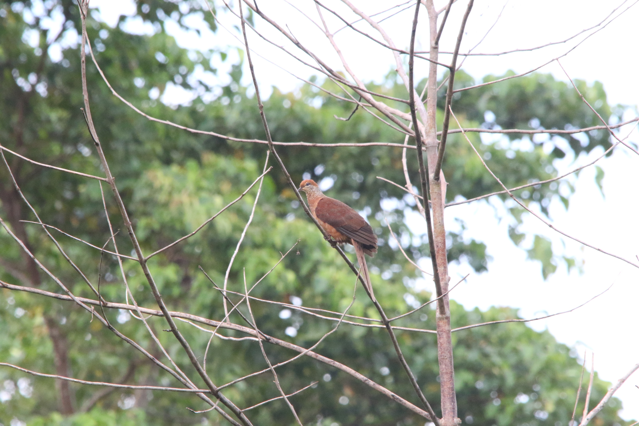 Amboyna Cuckoo-Dove (Macropygia amboinensis), photo 10