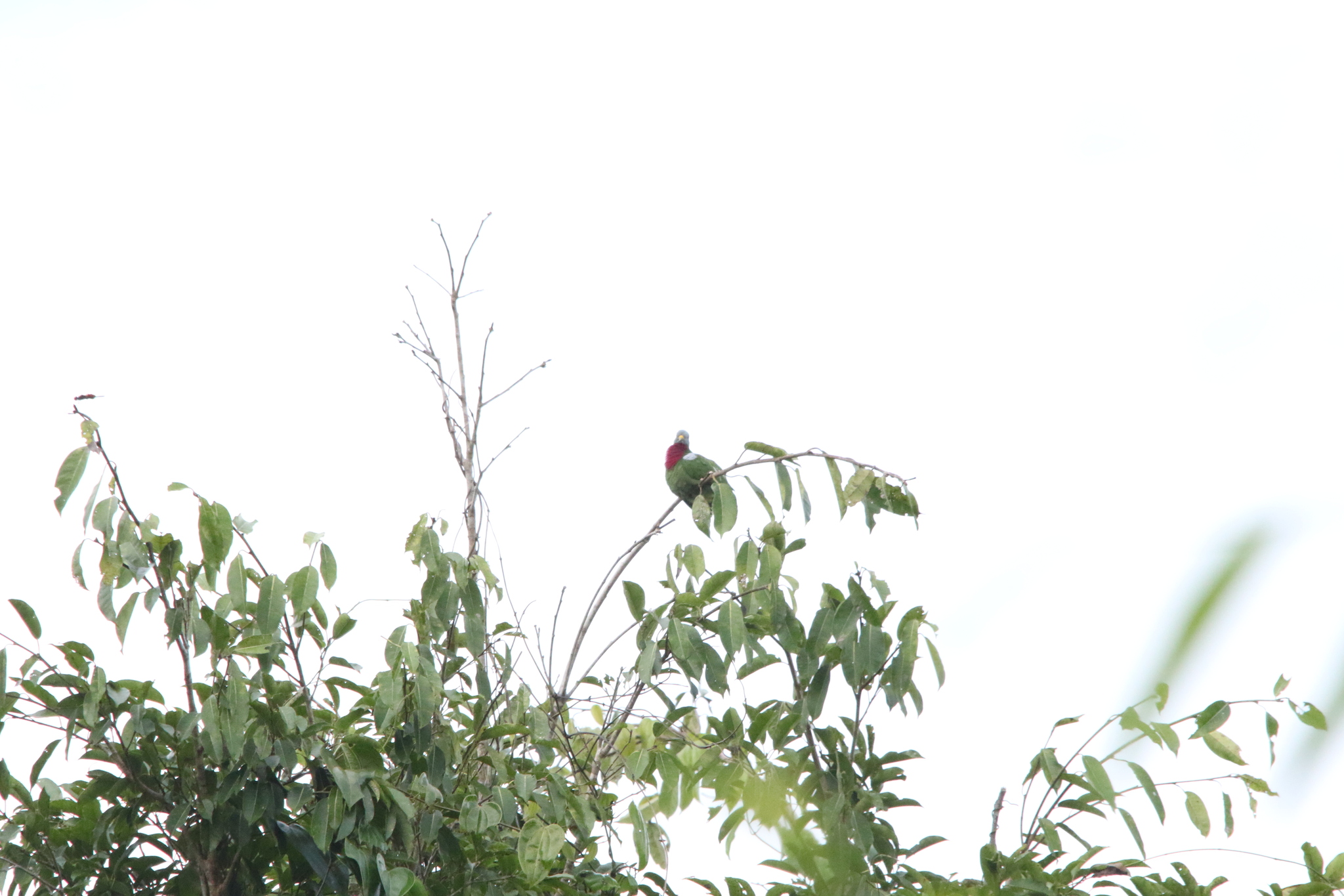 Claret-breasted Fruit Dove (Ptilinopus viridis), photo 5