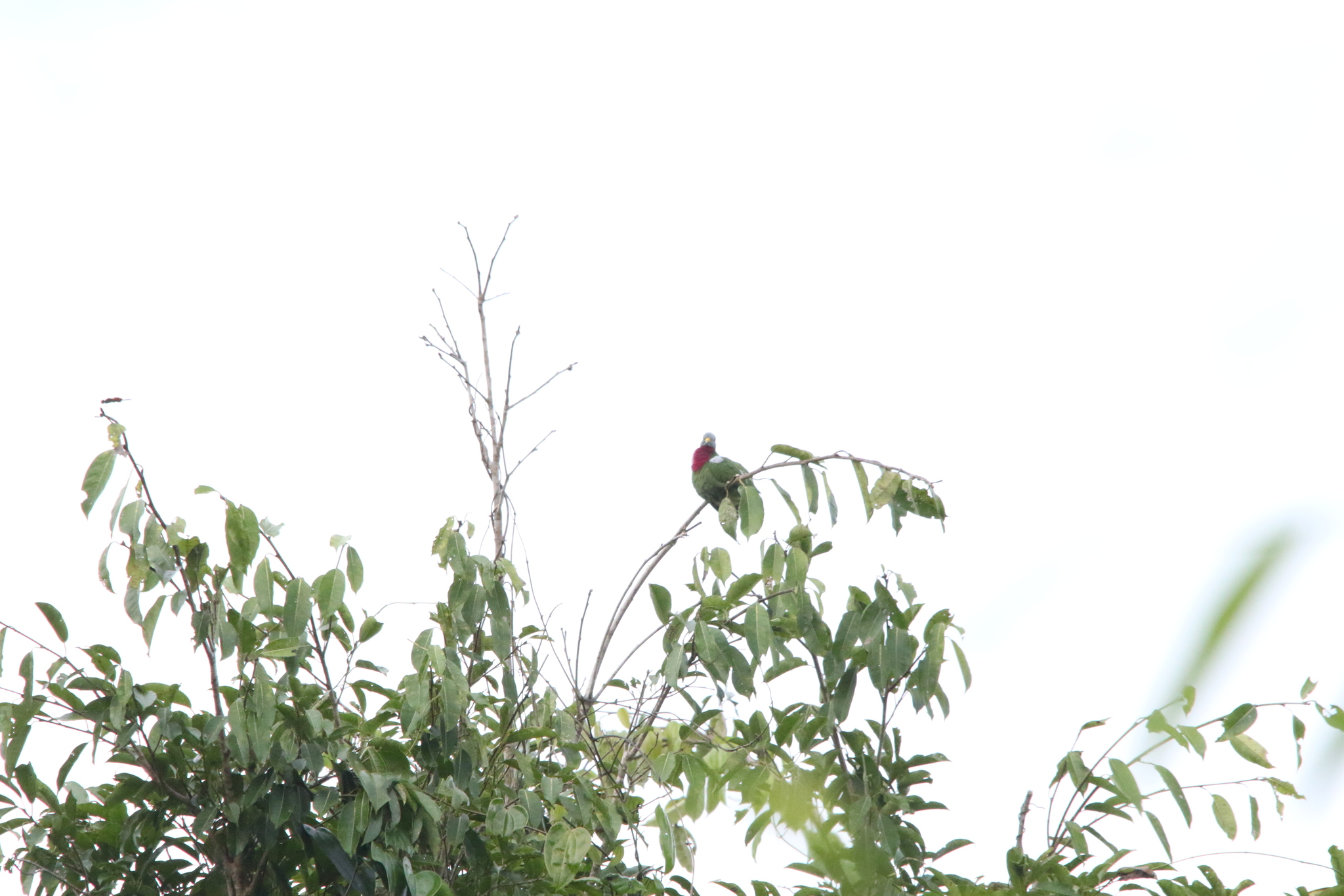 Claret-breasted Fruit Dove (Ptilinopus viridis), photo 6