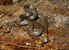 Atractus