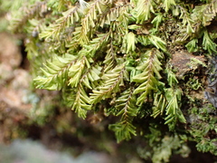 Delta Leafy Liverwort (Plagiochila deltoidea)
