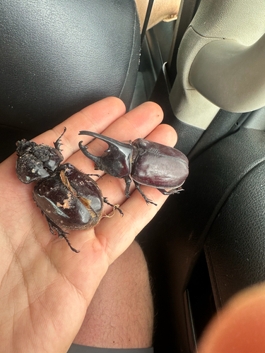 Centaurus Beetle