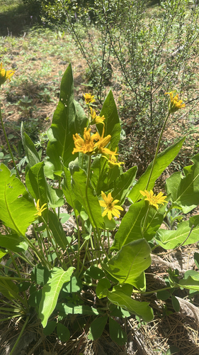Balsamorhiza careyana, 2026-05-31