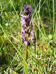 Dactylorhiza incarnata cruenta