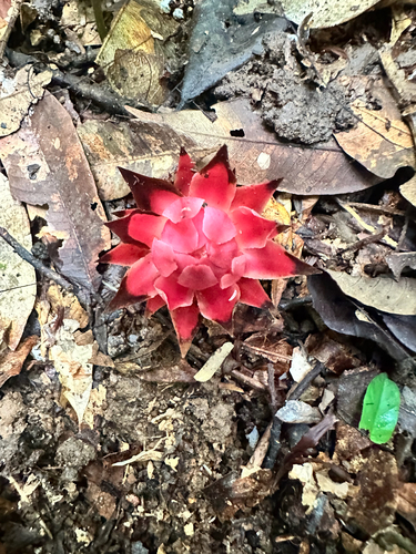 Ground Pineapple