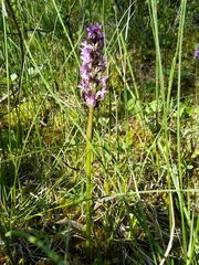 Dactylorhiza incarnata cruenta