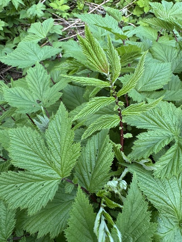 Meadowsweet