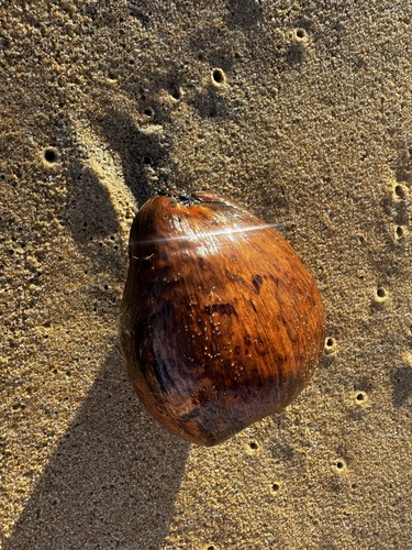 coconut palm