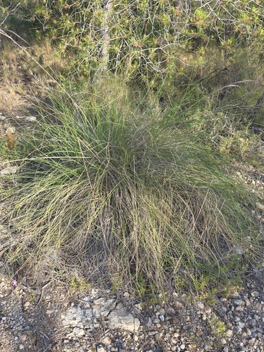 Alfa Grass