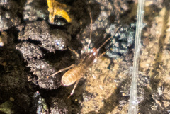 Hubbardia pentapeltis