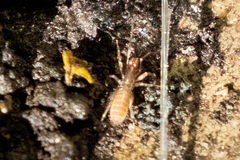 Hubbardia pentapeltis