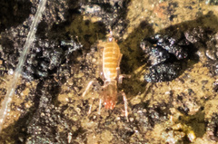 Hubbardia pentapeltis