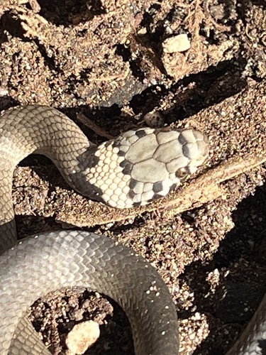 Pale-headed Snake