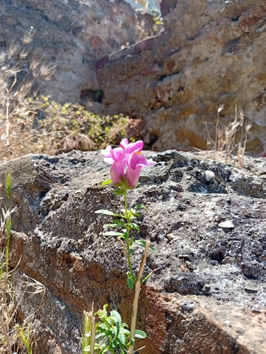 Snapdragon