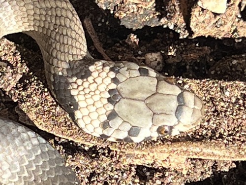 Pale-headed Snake