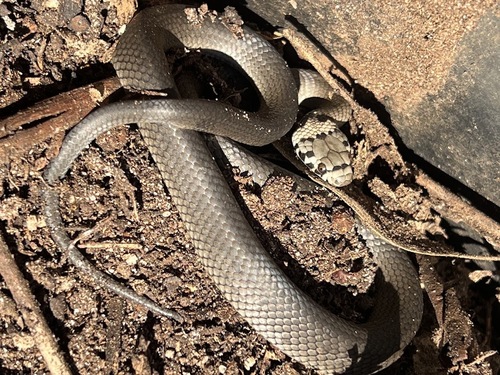 Pale-headed Snake