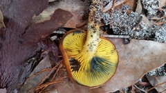 Phylloporus hyperion