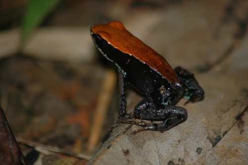 Madagascan Brown Frog