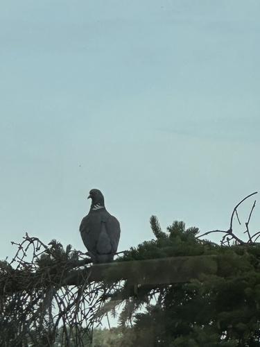 Common Wood-Pigeon