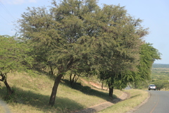 (c) Tony Rebelo, some rights reserved (CC BY-SA) Vachellia robusta, photograph (c) Tony Rebelo, some rights reserved (CC BY-SA)