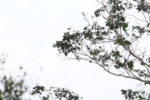 Biak Triller (Lalage leucoptera), photo 3