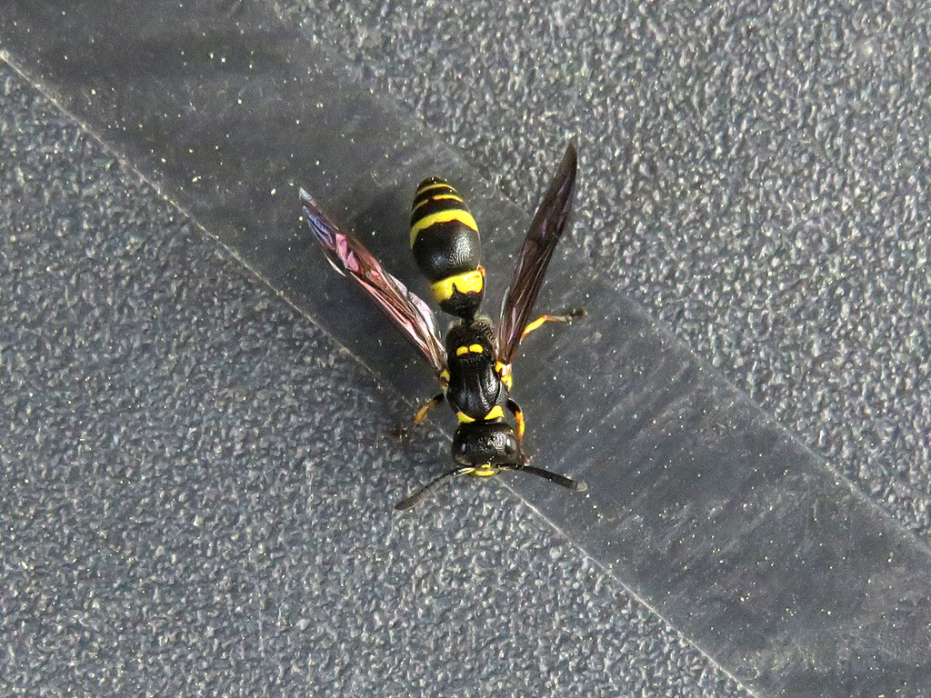 Symmorphus gracilis