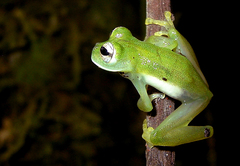 Espadarana durrellorum