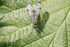 Panorpa germanica