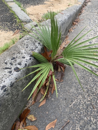 Mexican Fan Palm
