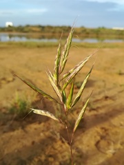 Bromus lanceolatus
