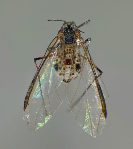 Giant Willow Aphid photo 5