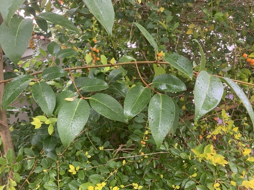 tree privet
